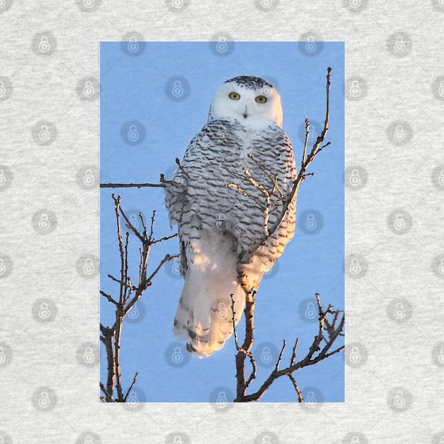 Snowy Owl by Jim Cumming